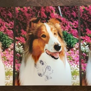 Autographed Photo of Lassie X 3